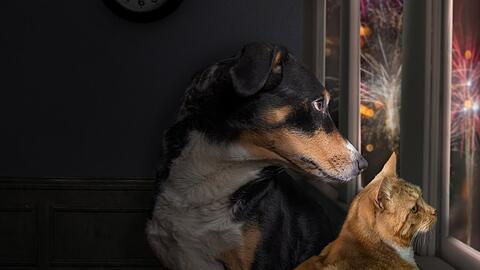 Hund und Katze können mit Silvesterfeuerwerk meist nicht viel anfangen.