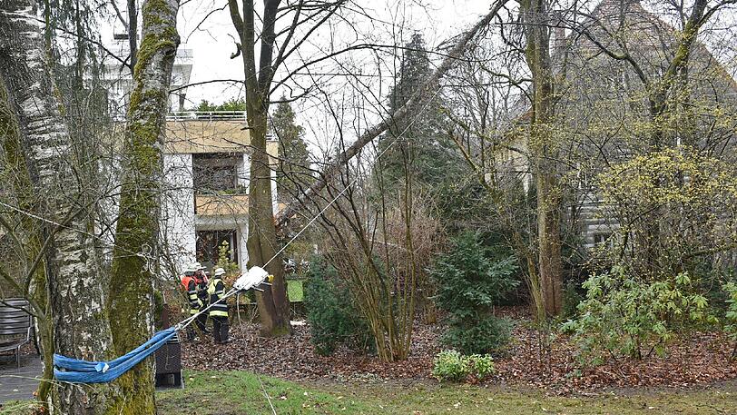 Die Feuerwehr sicherte die 20 Meter hohe Birke zuerst, um die Katastrophe zu verhindern.