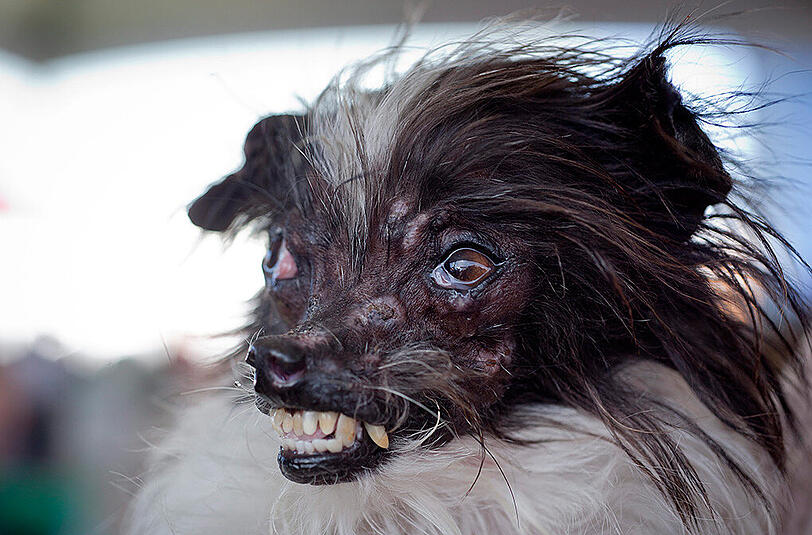 Weitere Bilder des "Ugliest Dog"-Wettbewerbs aus den USA.