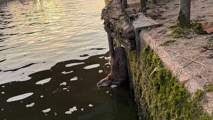 Der Biber steckte mit seinem für den Spalt zu großen Hinterteil fest.