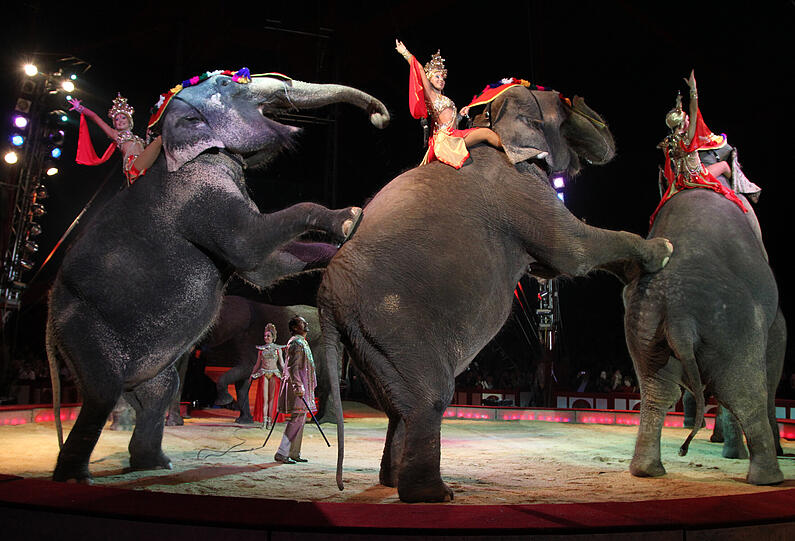 Die Bilder von der großen Circus-Krone-Premiere