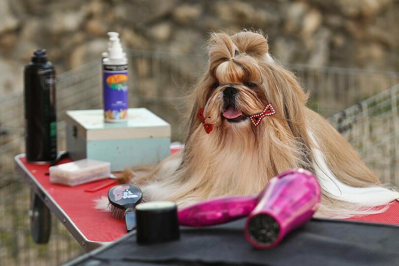 Style ist alles! Bei verschiedenen Schönheitswettbewerben wird der schönste Hund gekürt. Die Bilder von den Wettbewerben in Rotterdamm und Estoril.