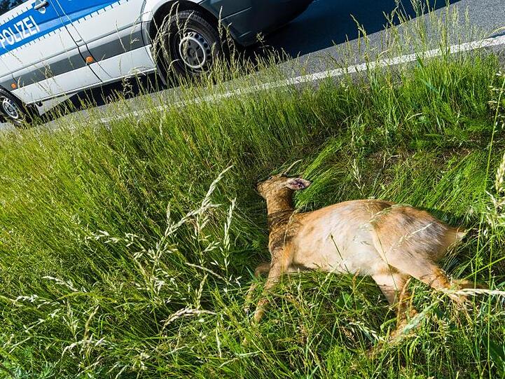 Ein toter Rehbock liegt nach dem Zusammenprall mit einem Pkw im Grünstreifen einer Bundesstraße. Foto: PAtrick Pleul/Archiv