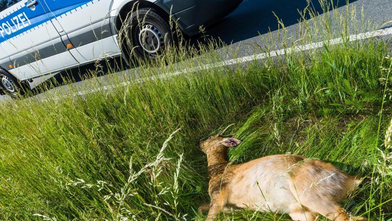 Ein toter Rehbock liegt nach dem Zusammenprall mit einem Pkw im Grünstreifen einer Bundesstraße. Foto: PAtrick Pleul/Archiv Ein toter Rehbock liegt nach dem Zusammenprall mit einem Pkw im Grünstreifen einer Bundesstraße. Foto: PAtrick Pleul/Archiv