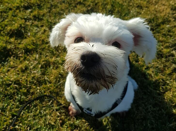 Snoopy