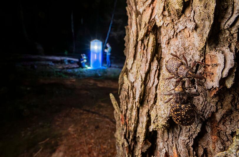 Käferspezialisten sind beim Insekten-Nachtfang auf einer Waldbrandfläche. Lärchen-Scheckenrüssler krabbeln im Vordergrund. Käferspezialisten sind beim Insekten-Nachtfang auf einer Waldbrandfläche. Lärchen-Scheckenrüssler krabbeln im Vordergrund.