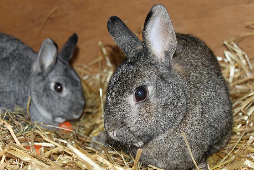 Das Liebespaar Buffy (wbl. grau, geb. Juni 2007) und Klopfer (ml. kastriert, wildfarben, geb. Juni 2007) kam im Oktober 2012 ins Heim.

Die beiden Tiere leiden an der Sternguckerkrankheit. Der Erreger ist für Kaninchen anstenkend, für Menschen jedoch unbedenklich, es sei denn, es liegt eine Immunschwäche vor. Deshalb darf das Pärchen nur an einen Haushalt vermittelt werden, in dem keine weiteren Kaninchen leben.