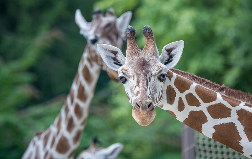 Die Giraffen Bahati (vorne) und Kabonga.