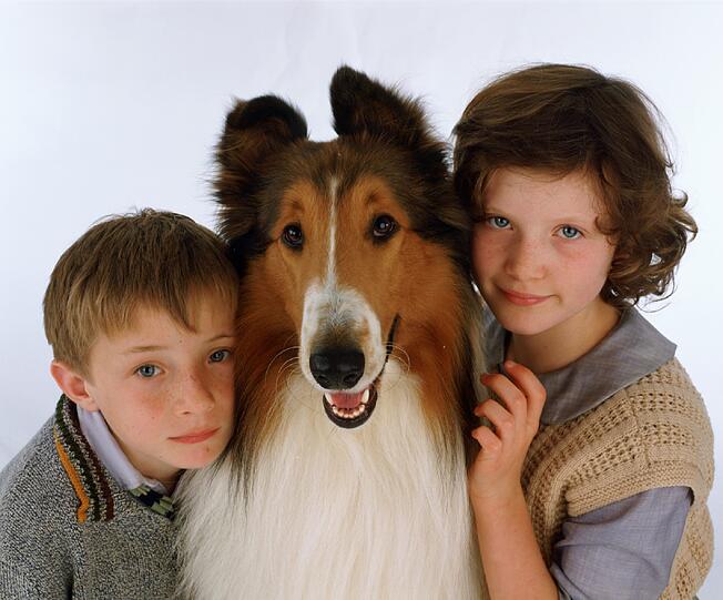 Tierischer Retter: Collie Lassie erfreute uns in 19 Staffeln mit 588 Folgen. Gezeigt wurden diese ab Juni 1958 in der ARD.