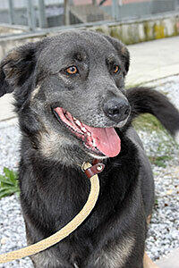 Bordercollie&ndash;Mischling Frodo wurde im März 2012 geboren und ist kastriert. Ursachen
für sein Beißverhalten sind beispielsweise Unterforderung oder/und inkonsequente Haltung.