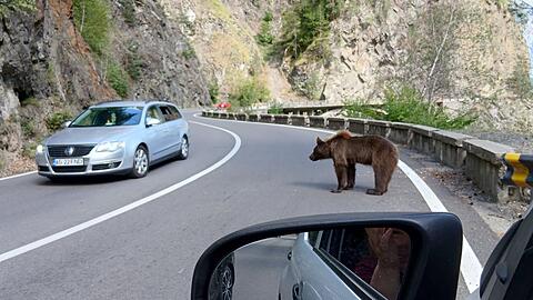 Ein B&auml;r mitten auf der Stra&szlig;e. (Archivbild)