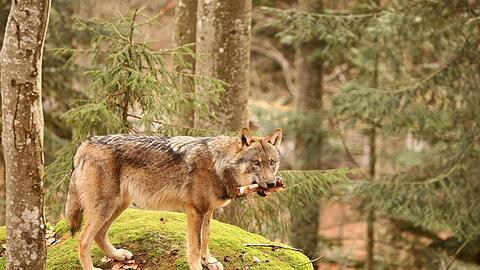Ein Wolf im Nationalpark Bayerischer Wald.