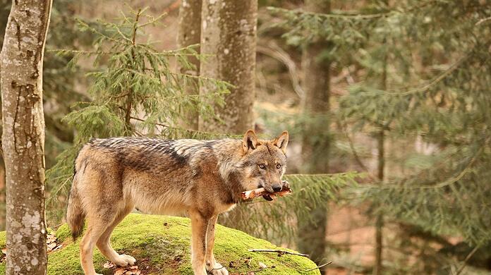 Ein Wolf im Nationalpark Bayerischer Wald.