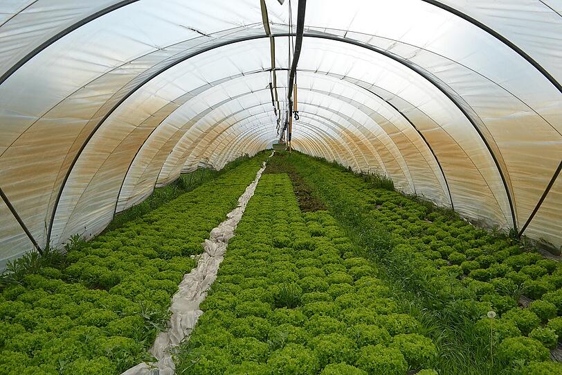 Saftiges Grün, knackig frisch und vor allem sehr, sehr gesund: Hier wachsen die Bio-Produkte der Gärtnerei Siebensee.