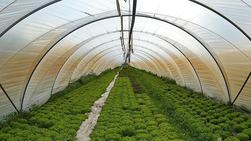 Saftiges Grün, knackig frisch und vor allem sehr, sehr gesund: Hier wachsen die Bio-Produkte der Gärtnerei Siebensee. Saftiges Grün, knackig frisch und vor allem sehr, sehr gesund: Hier wachsen die Bio-Produkte der Gärtnerei Siebensee.