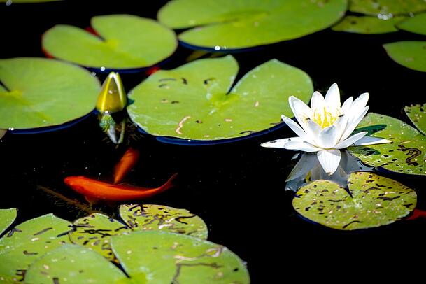 Goldfische und blühende Seerosen zieren den Teich im Garten. Doch auf Fische im Teich sollte man lieber verzichten. Goldfische und blühende Seerosen zieren den Teich im Garten. Doch auf Fische im Teich sollte man lieber verzichten.