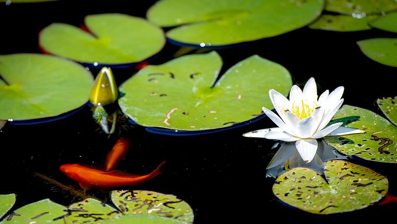 Goldfische und blühende Seerosen zieren den Teich im Garten. Doch auf Fische im Teich sollte man lieber verzichten.