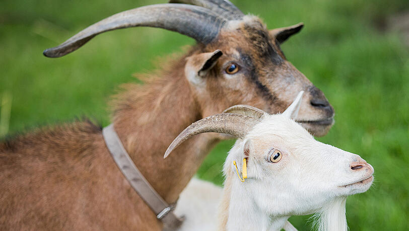 Das Maskottchen des 1. FC Köln, Geißbock "Hennes VIII.", und seine neue Partnerin, Ziege "Anneliese II." Das Maskottchen des 1. FC Köln, Geißbock "Hennes VIII.", und seine neue Partnerin, Ziege "Anneliese II."