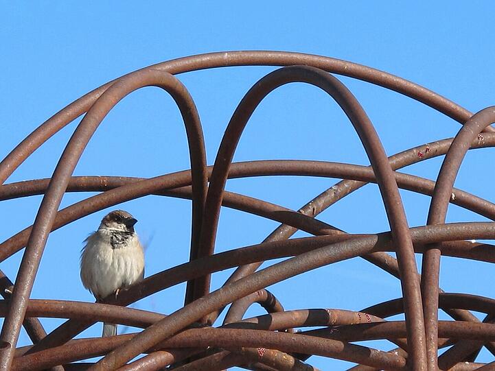 Am Hanns-Seidl-Platz schaut ein Spatz aus seinem Versteck in dieser Stahlkonstruktion.