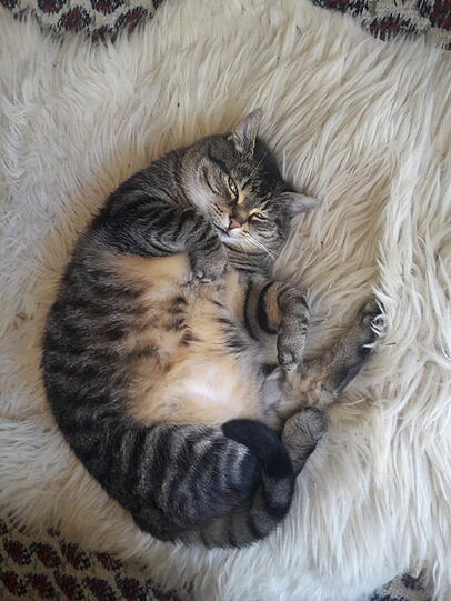 Mimmi