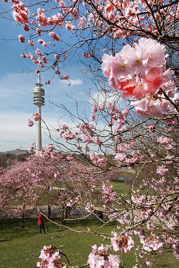 Die Kirschbäume wurden im Jahr 1972 für Olympia gepflanzt.