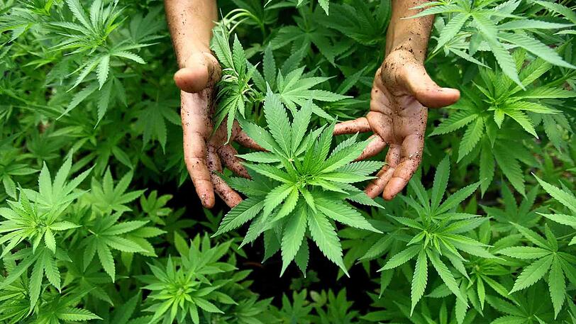 Eine Drogenbande hat in Wien in mehreren Reihenhäusern Marihuana angebaut.