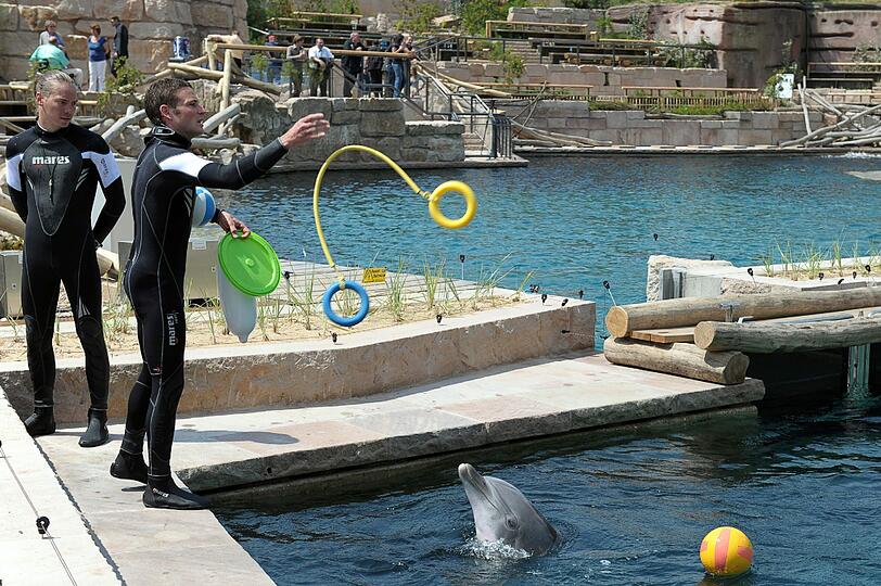 Zur Eröffnung wird den Delfinen Spielzeug ins Wasser geworfen.
