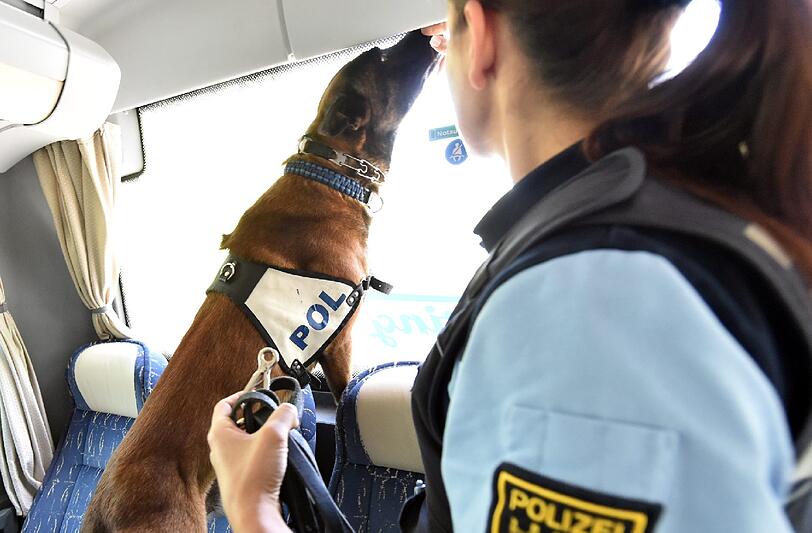 Auf der Suche nach Drogen beschnüffelt Polizeihund Dark einen Bus.