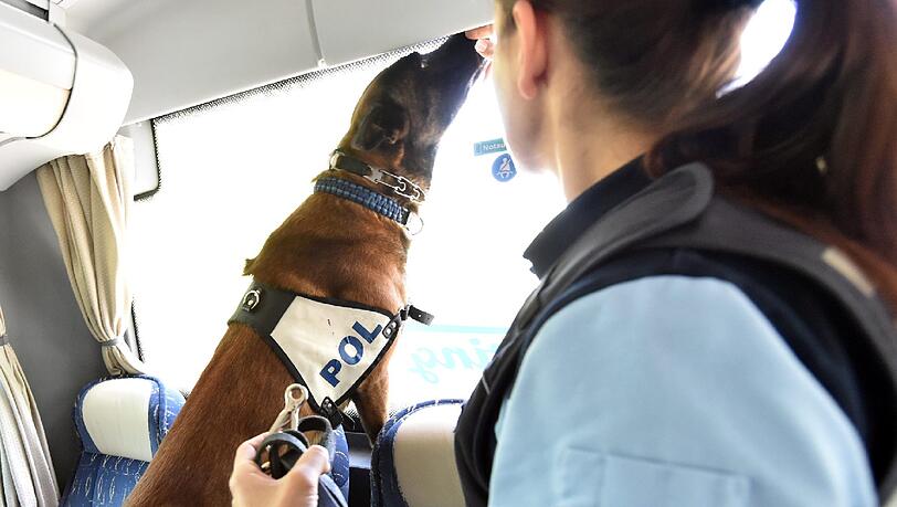 Auf der Suche nach Drogen beschnüffelt Polizeihund Dark einen Bus. Auf der Suche nach Drogen beschnüffelt Polizeihund Dark einen Bus.