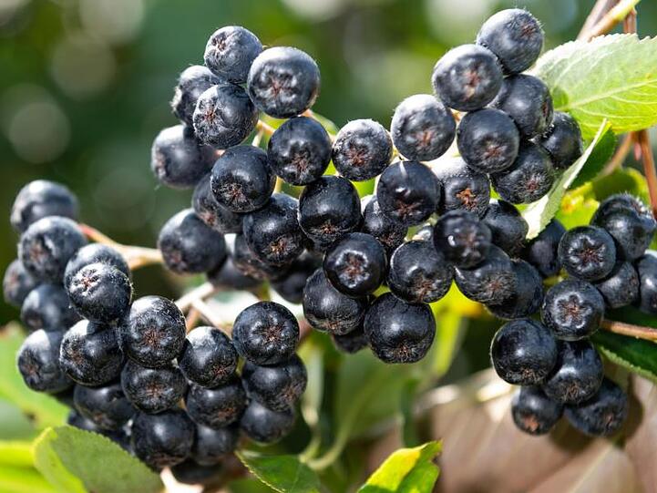 Aronia Beeren hängen auf einer Plantage bei Coswig an einem Zweig. Foto: Robert Michael/Archivbild