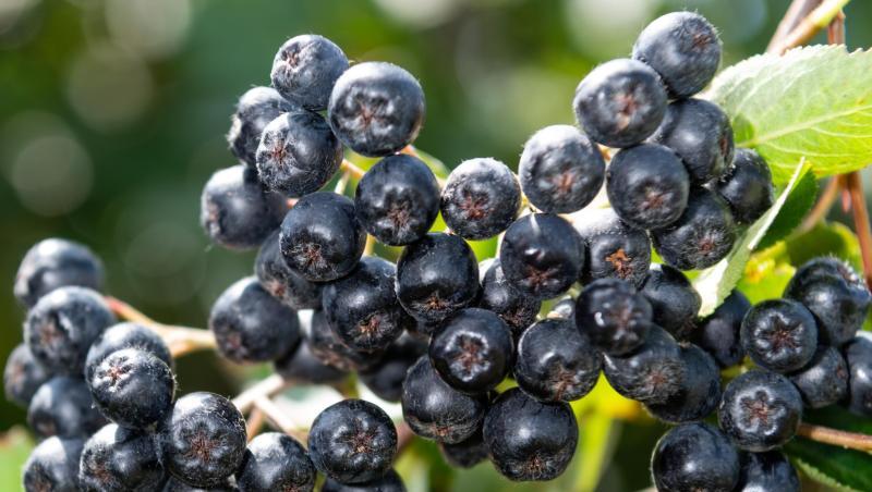 Aronia Beeren hängen auf einer Plantage bei Coswig an einem Zweig. Foto: Robert Michael/Archivbild Aronia Beeren hängen auf einer Plantage bei Coswig an einem Zweig. Foto: Robert Michael/Archivbild