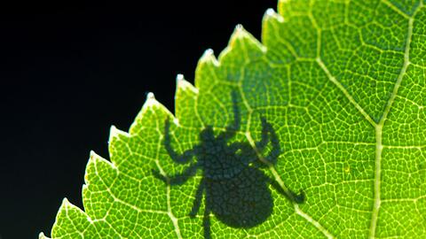 Im Gegenlicht ist der Schatten einer Zecke (Ixodida) auf einem Blatt zu sehen.
