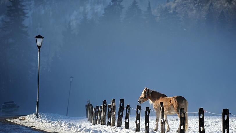 Durch Den Winterwald Saust Der Pferdeschlitten Schnell Lied Mit dem Pferdeschlitten durch den Winterwald | Abendzeitung München