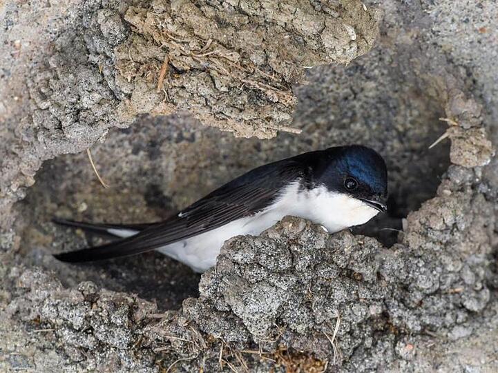 Eine Mehlschwalbe baut an ihrem Nest. Foto: Patrick Pleul/Archivbild