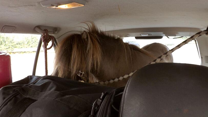 Münster: Ein Shetland-Pony steht im Kofferraum eines Autos und ist mit einem Seil an den Haltegriffen der Fahrzeugdecke festgebunden.