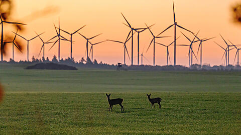 Dynamische Strompreise motivieren Verbraucher, Strom dann zu nutzen, wenn Wind- und Solarenergie im Überfluss verfügbar sind. Sie leisten dadurch also einen Beitrag zur Energiewende.