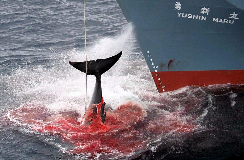 Japanischer Walfänger brechen angeblich aus wissenschaftlichen Gründen zum Walfang in die Antarktis auf.