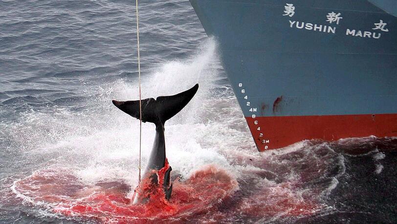 Japanischer Walfänger brechen angeblich aus wissenschaftlichen Gründen zum Walfang in die Antarktis auf. Japanischer Walfänger brechen angeblich aus wissenschaftlichen Gründen zum Walfang in die Antarktis auf.