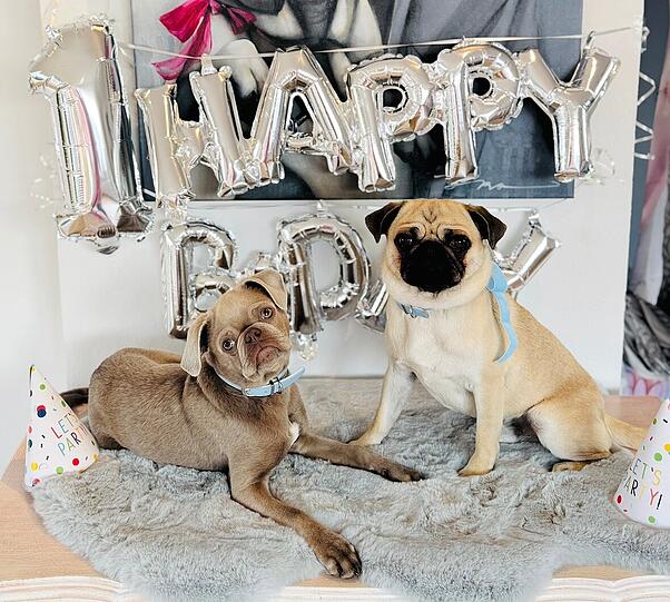 Lupin und Clooney: Meine zwei Lieblinge sind einfach die Besten, weil sie jeden Tag Liebe, Freude und Glück in unser Leben bringen…. Ihr freundlicher und liebenswerter Charakter und ihre wilde Art zaubert ein Lächeln in die Gesichter der Menschen und bringen Freude. Zwei herzenswärmer.