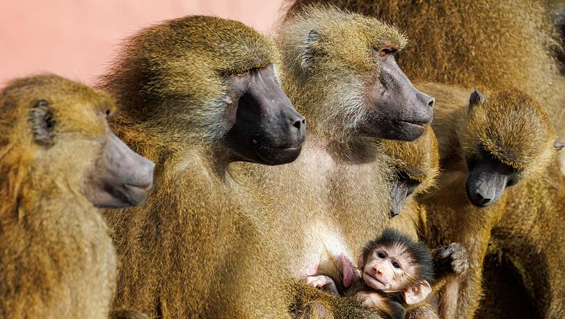 Zwischen den Affen komme es aufgrund der Platzverhältnisse verstärkt zu Konflikten, bei denen sich die Tiere verletzten, heißt es vom Tiergarten. (Archivbild)