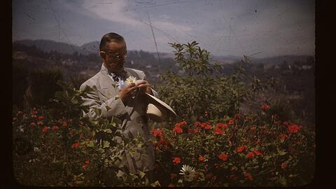 Thomas Mann steckt sich auf seinem Grundstück im kalifornischen Exil-Wohnort Pacific Palisades eine Blume ins Knopfloch (1946).