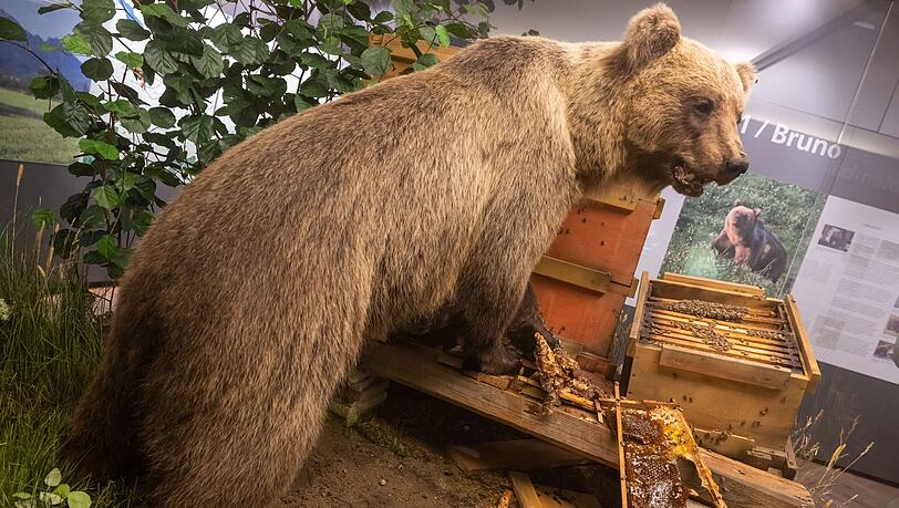 Der Braunbär Bruno steht ausgestopft im Museum. (Archivbild) Der Braunbär Bruno steht ausgestopft im Museum. (Archivbild)