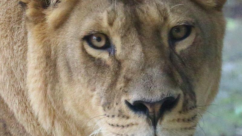 Die Löwin Tara im Zoologischen Garten in Augsburg. Foto: -/Zoologischer Garten Augsburg/dpa