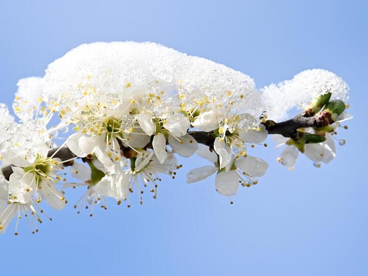 Schnee liegt auf Blüten eines Strauches. Foto: Tobias Hase/dpa/Archivbild