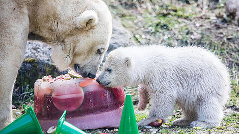 Mama Giovanna mit ihrem Eisbärbaby Quintana, geboren im Herbst 2016. Hier ist das Zwergerl schon ein halbes Jahr alt.