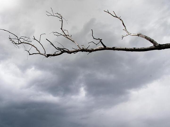 Der kahle Ast einer Birke vor dunklen Regenwolken. Foto: Soeren Stache/dpa-Zentralbild/ZB/Symbolbild