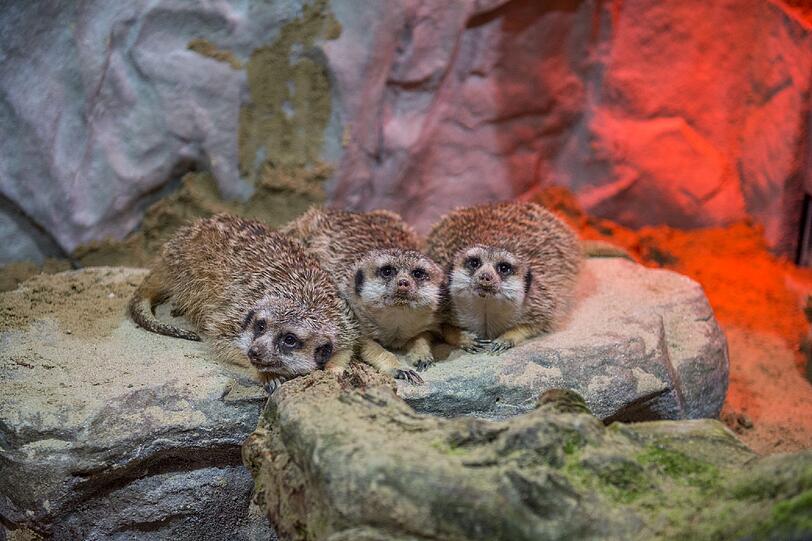 Januar 2015: Die Erdmännchen Isido, Fela und Falouk beziehen das neue Winterhaus.