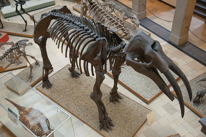 Das Gomphotherium, eine Ur-Elefantenart, ist das Fossil des Jahres 2013.
