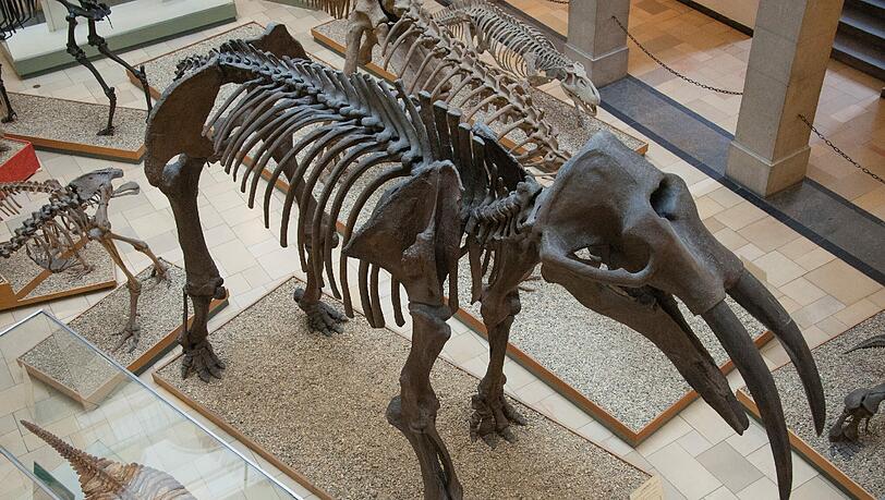 Das Gomphotherium, eine Ur-Elefantenart, ist das Fossil des Jahres 2013. Das Gomphotherium, eine Ur-Elefantenart, ist das Fossil des Jahres 2013.