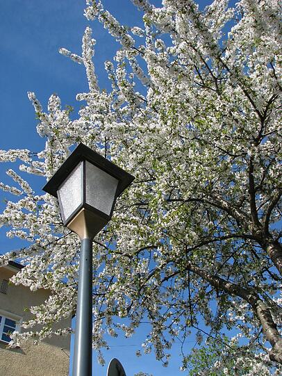 Hanami in Neuhausen.